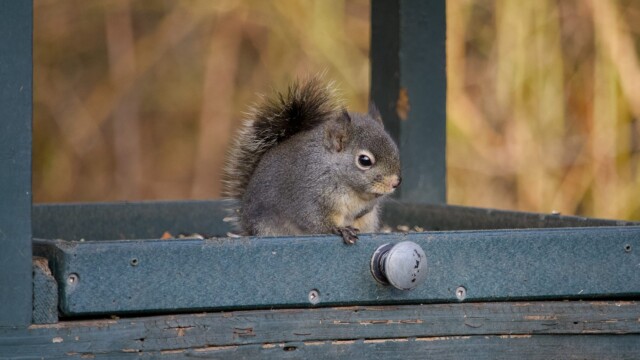Squirrel chilling in the feeder Squirrel chilling in the feeder