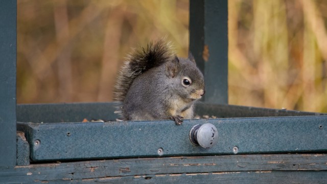 Squirrel chilling in the feeder Squirrel chilling in the feeder