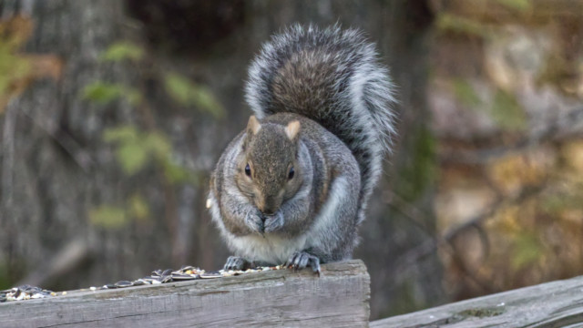 Maybe the chunkiest gray squirrel I've ever seen