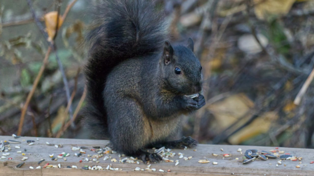 Black squirrel getting seedy