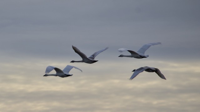 Trumpeter swans in the fading light Trumpeter swans in the fading light