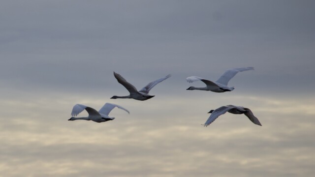 Trumpeter swans in the fading light Trumpeter swans in the fading light