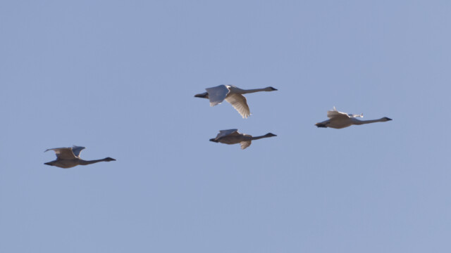 A rare (for me) glimpse of trumpeter swans flying overhead