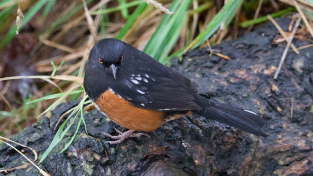 Spotted towhee with death stare Spotted towhee with death stare