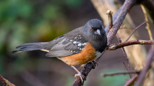 Spotted towhee on a branch Spotted towhee on a branch