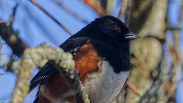 Spotted towhee up very close