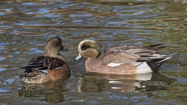 Wigeons about to do the dirty