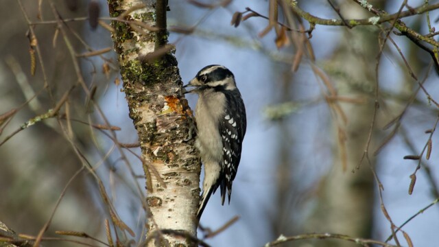 Downy woodpecker storing the goods for later Downy woodpecker storing the goods for later