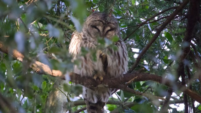Barred owl. This was the best shot I could get of its face.