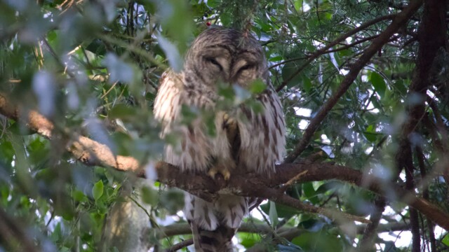 Barred owl. This was the best shot I could get of its face.
