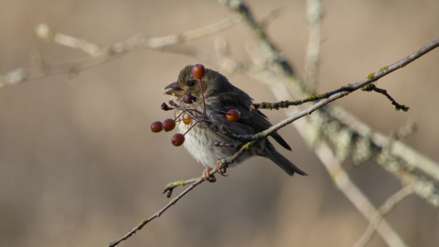 Bird and berries