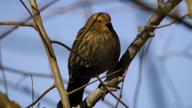 Female blackbird with shadowy highlights