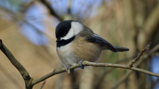 Chickadee hanging out