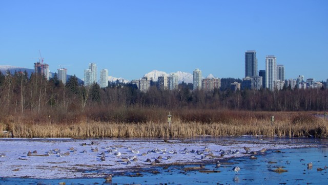 Frozen pond with skyscrapers looming