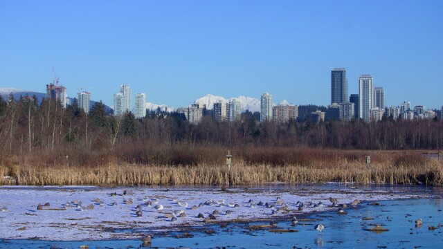 Frozen pond with skyscrapers looming