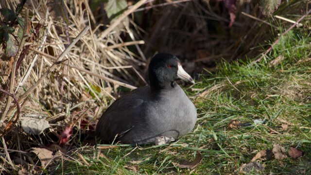Comfy coot