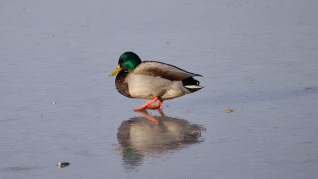 Duck on ice