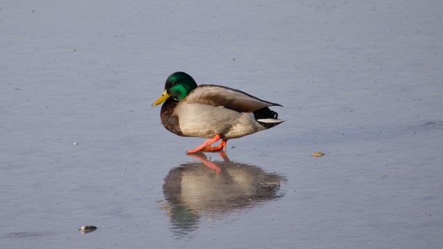 Duck on ice