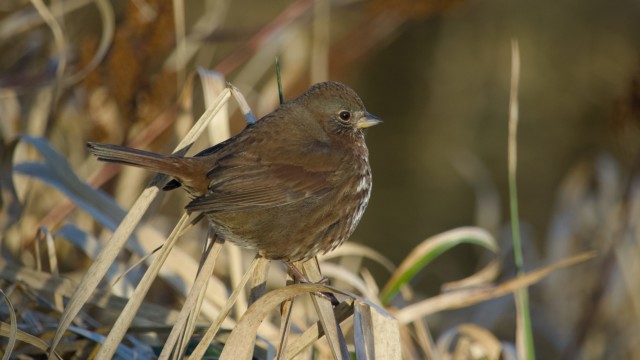 Fox sparrow perched
