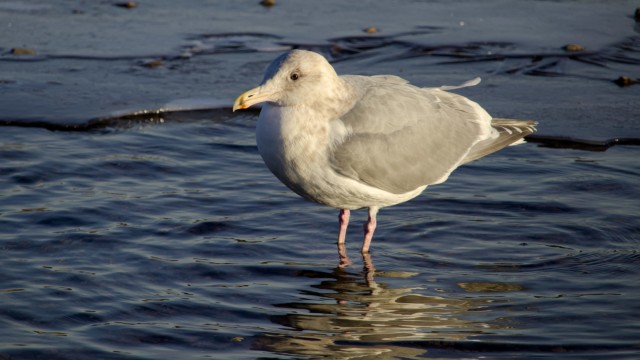 Gull waiting for the deep freeze to end