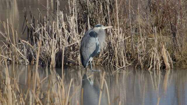 Heron on ice