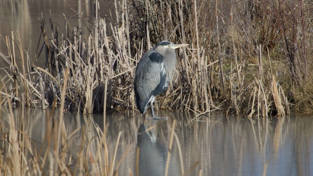 Heron on ice