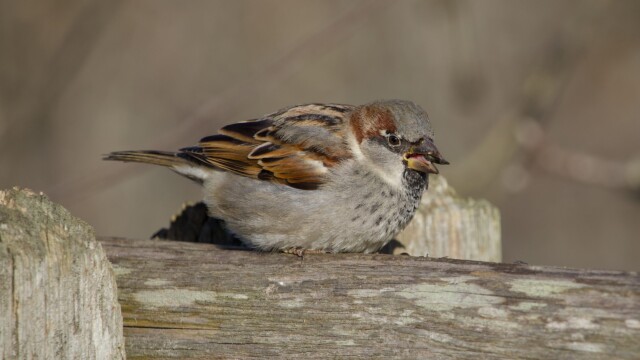 House sparrow with seed