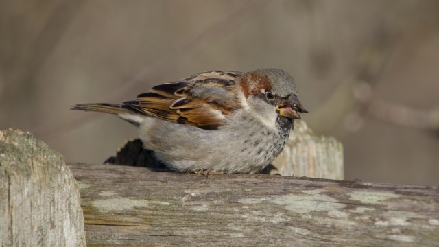 House sparrow with seed