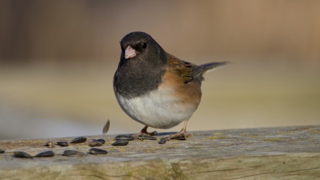 Junco dining