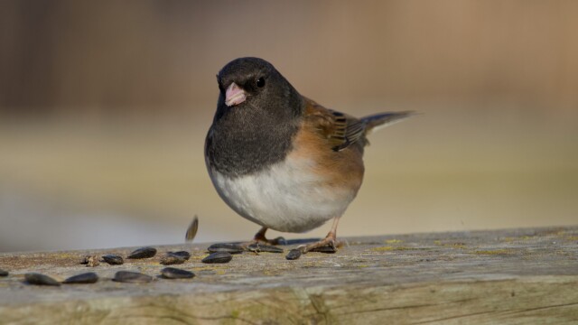 Junco dining