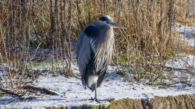 One-legged heron