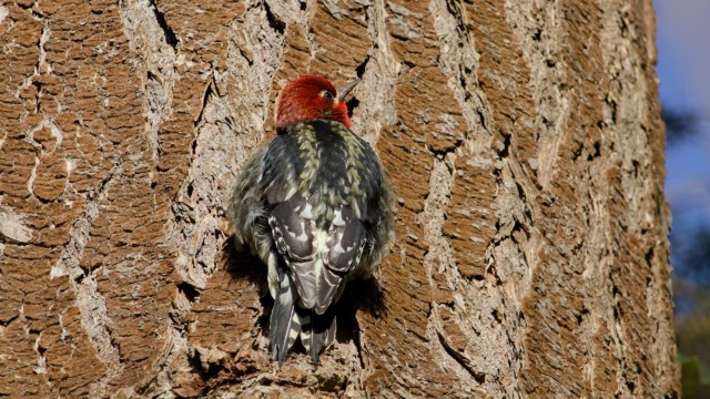 Red-bellied sapsucker