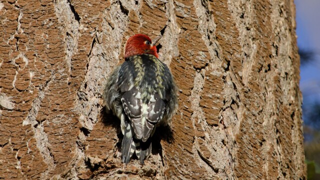 Red-bellied sapsucker