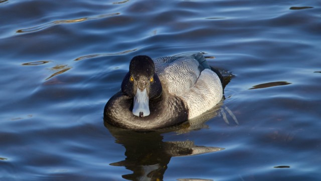 Ring-necked duck with that stare