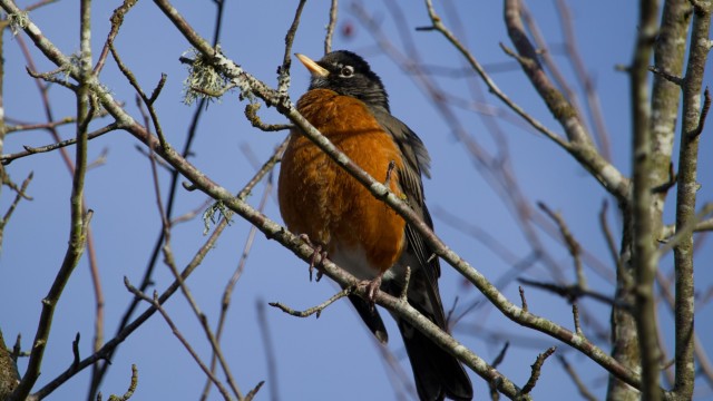 Robin perched