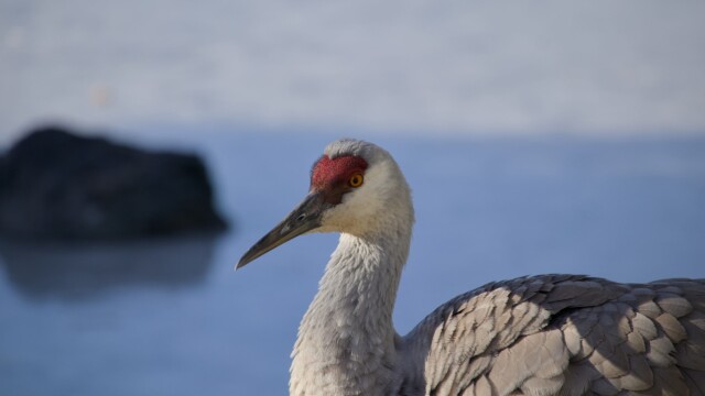 Sandhill crane against the water