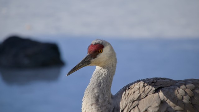 Sandhill crane against the water