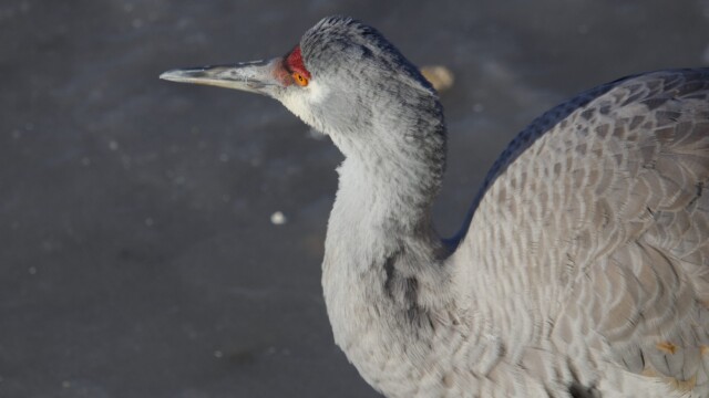 Sandhill crane up close