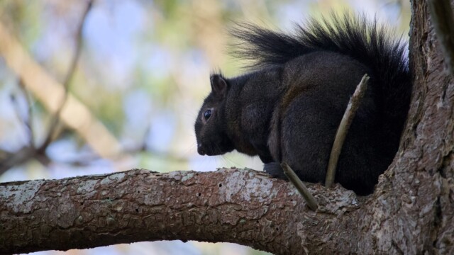 Squirrel in a tree