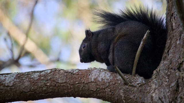 Squirrel in a tree