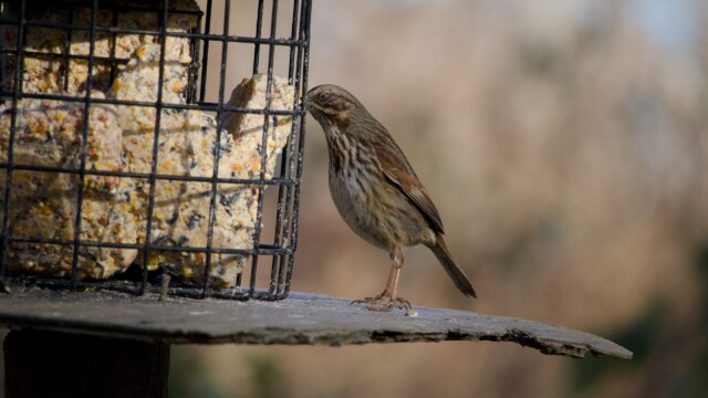 Song sparrow stretches for suet.
