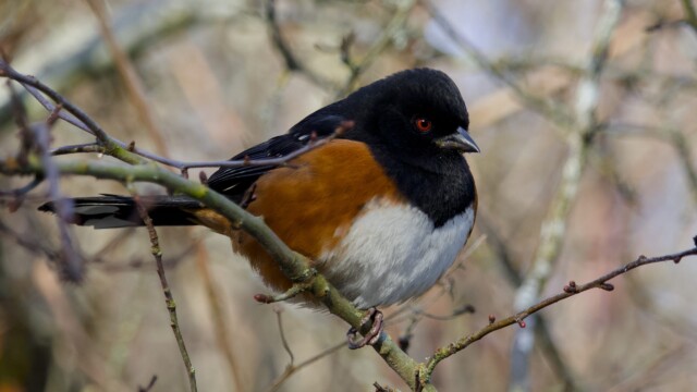Towhee perched