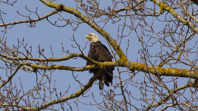 Somewhat grumpy-looking bald eagle in a tree Somewhat grumpy-looking bald eagle in a tree