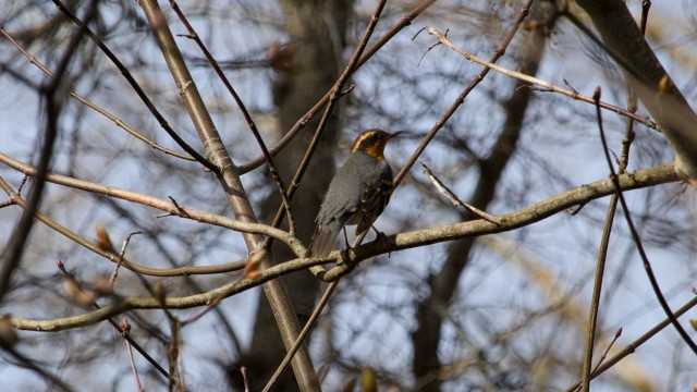 A rarely-seen varied thrush. Not a great shot, but the best I managed. Rarely-seen varied thrush