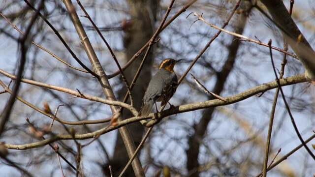 A rarely-seen varied thrush. Not a great shot, but the best I managed. Rarely-seen varied thrush