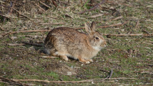 Bunny on the Raptor Trail