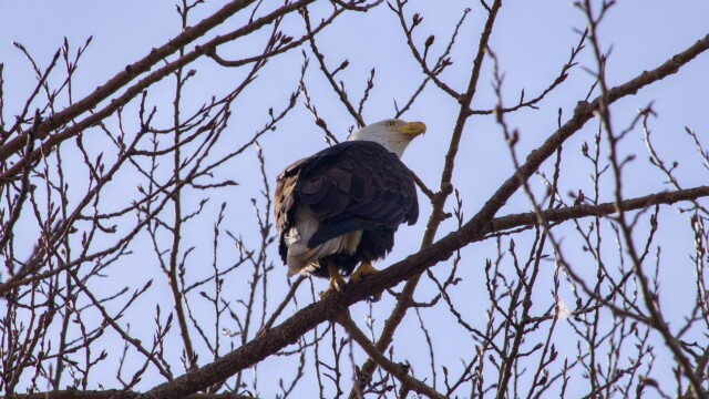 Bald eagle from below Bald eagle from below