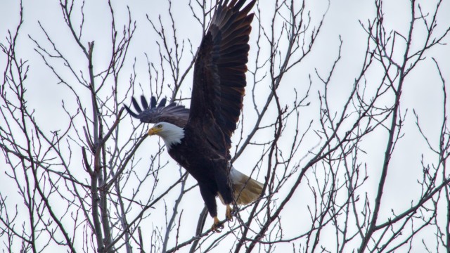 A bald eagle doing a big stretch. This was shot in very bad light, so exposure had to be bumped up quite a bit. Bald eagle stretching in a tree