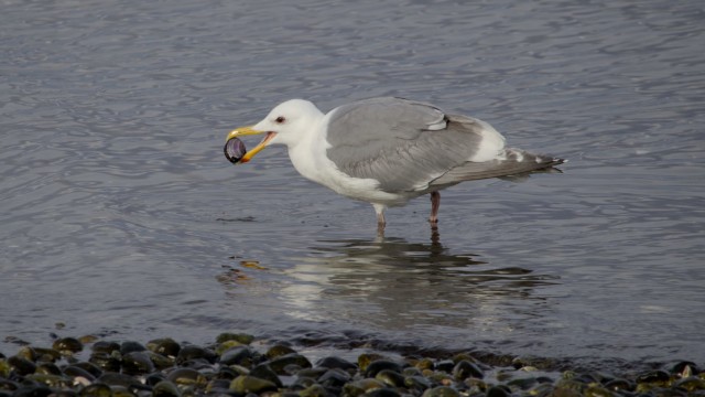Seagull with a clam Seagull with a clam