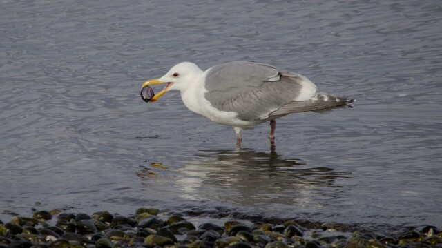 Seagull with a clam Seagull with a clam